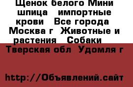 Щенок белого Мини шпица , импортные крови - Все города, Москва г. Животные и растения » Собаки   . Тверская обл.,Удомля г.